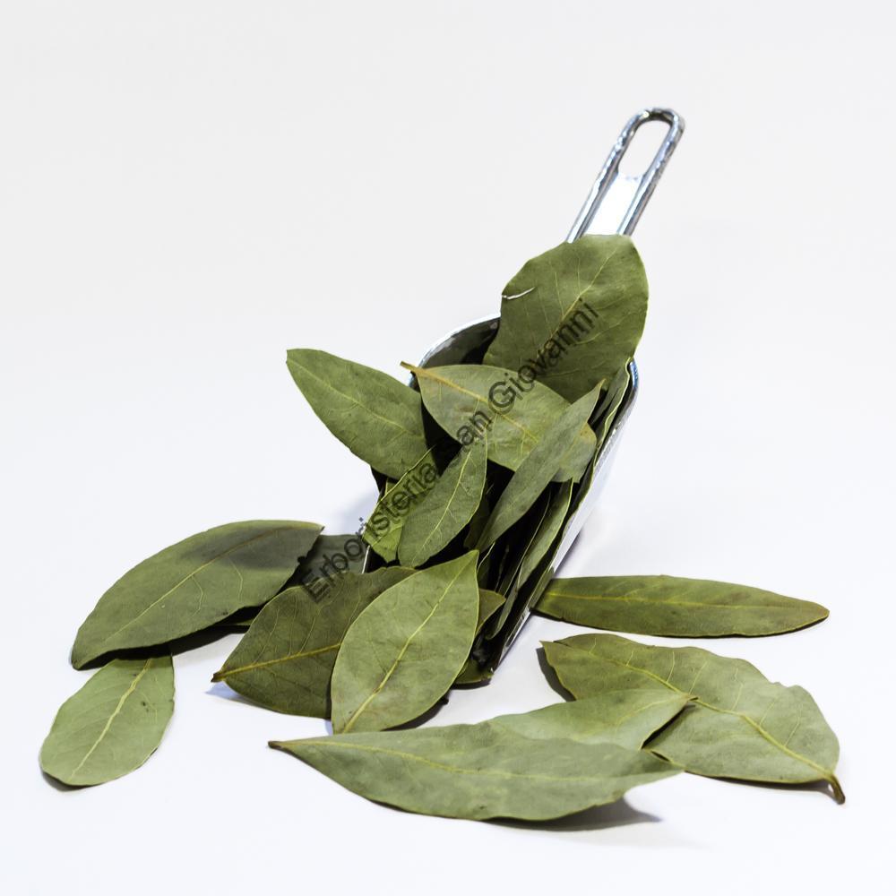 ALLORO FOGLIE INTERE (Laurus nobilis L.)